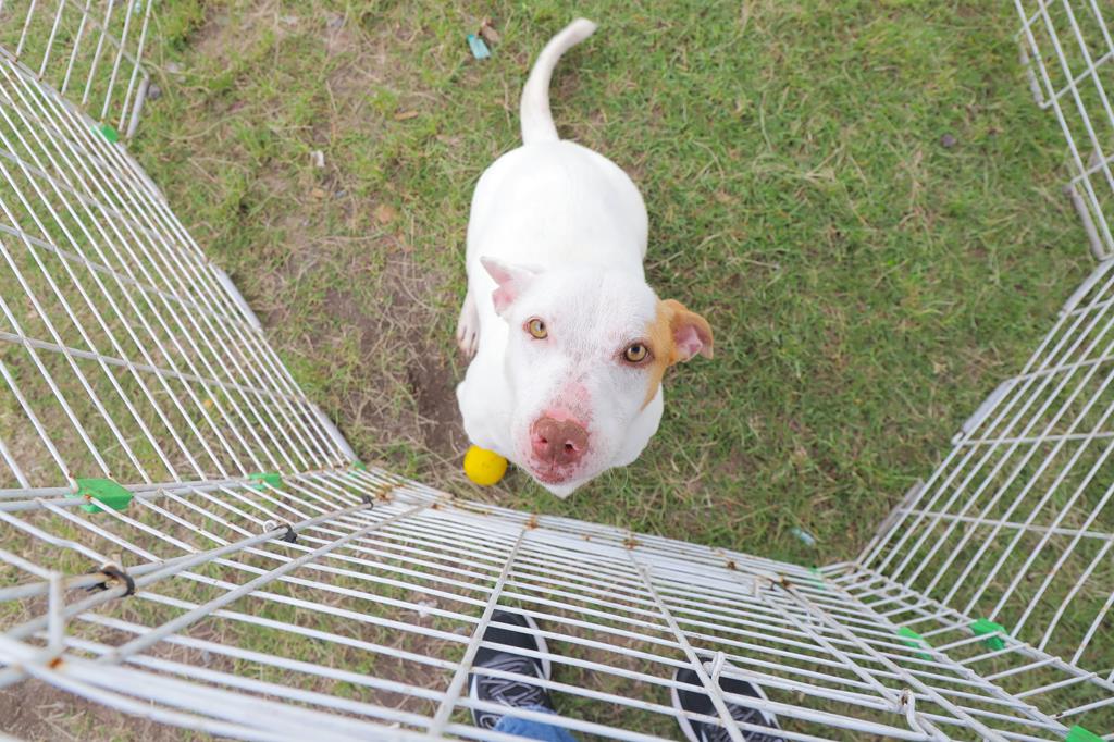 Cãominhada em Barueri é remarcada para o dia 21 de março