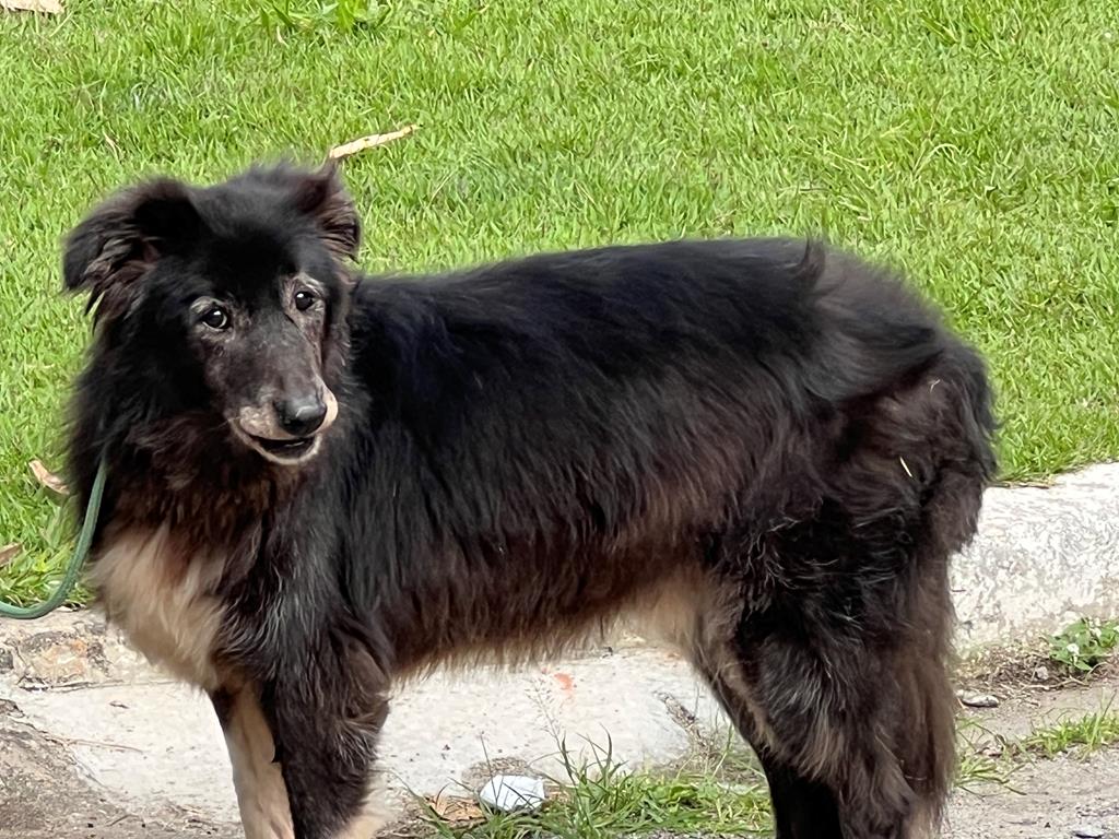 Veja onde serão as Feiras de Adoção de Pets no mês de agosto