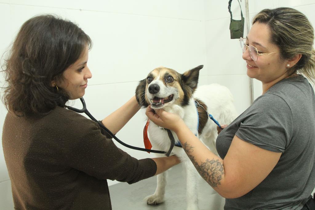 Agendamento de castração gratuita de pets será na quarta, 8 de novembro