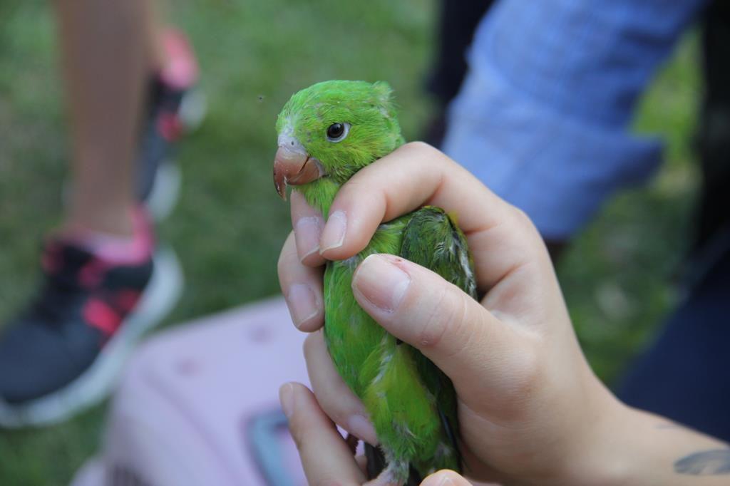 Cetas realiza soltura de animais em Caraguatatuba