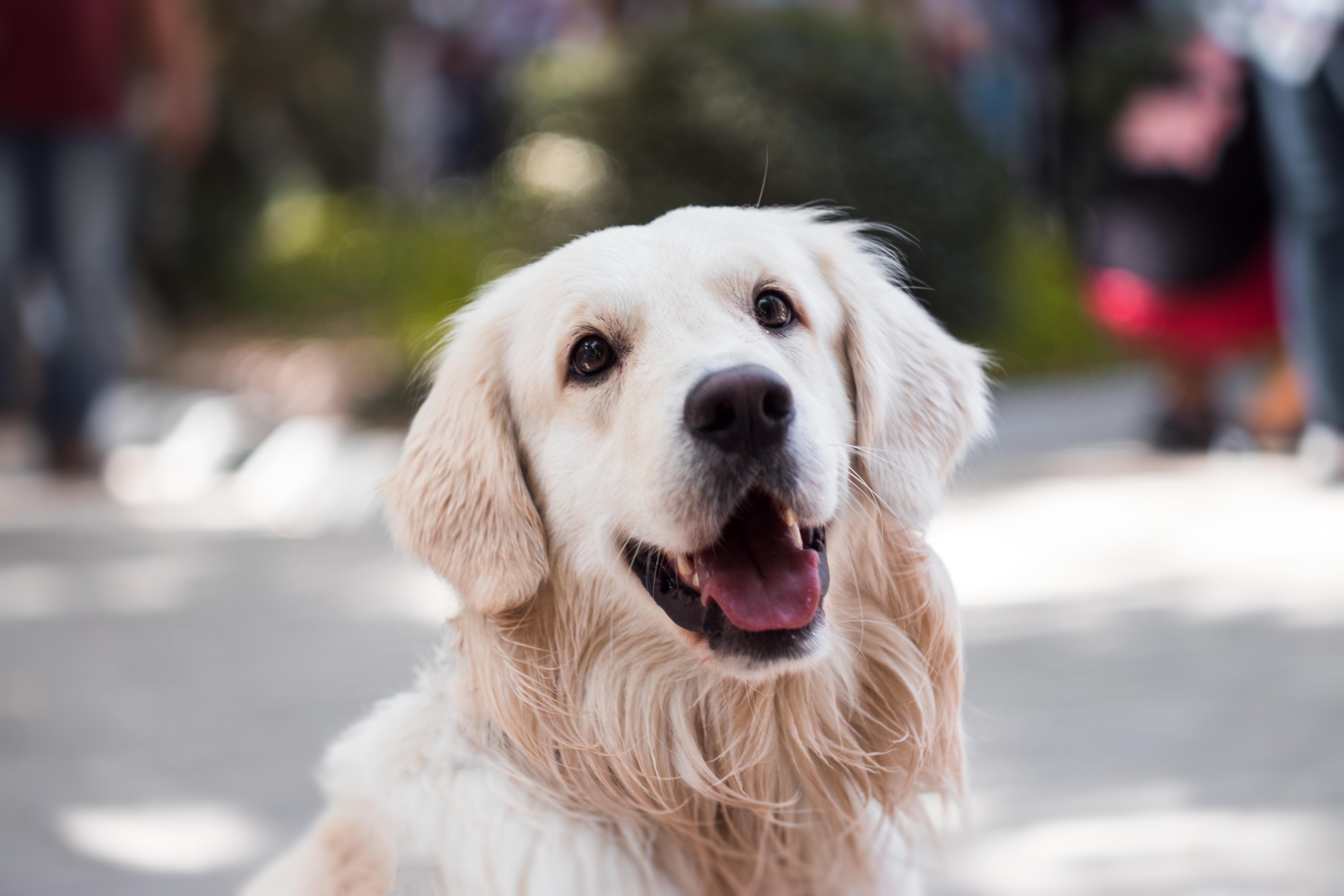 Campanha de castração gratuita de pets abre agendamento