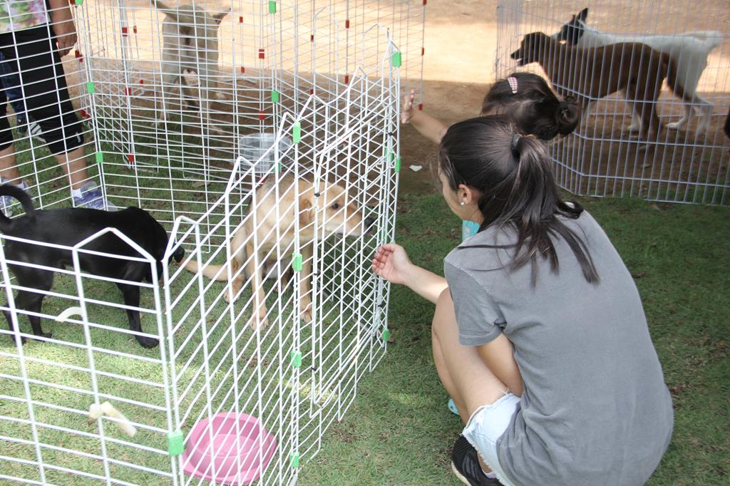 Feira de Adoção de Cães retorna no domingo