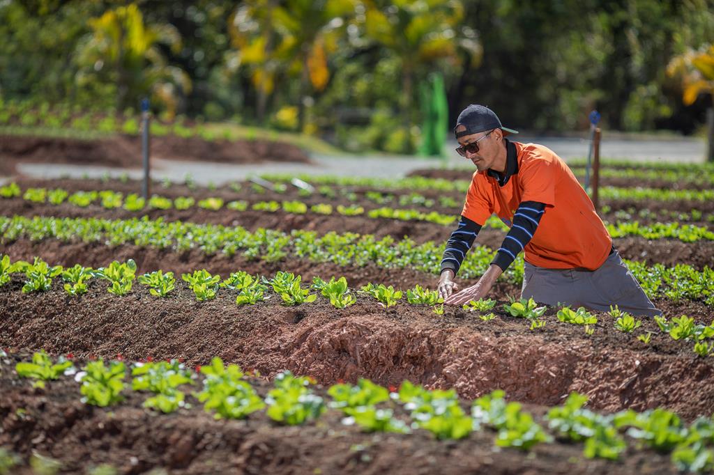 Horta da Gente leva alimento orgânico para centenas de famílias