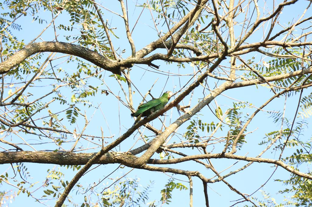 Vem Passarinhar: Sema realiza mais um evento de observação de aves em novembro