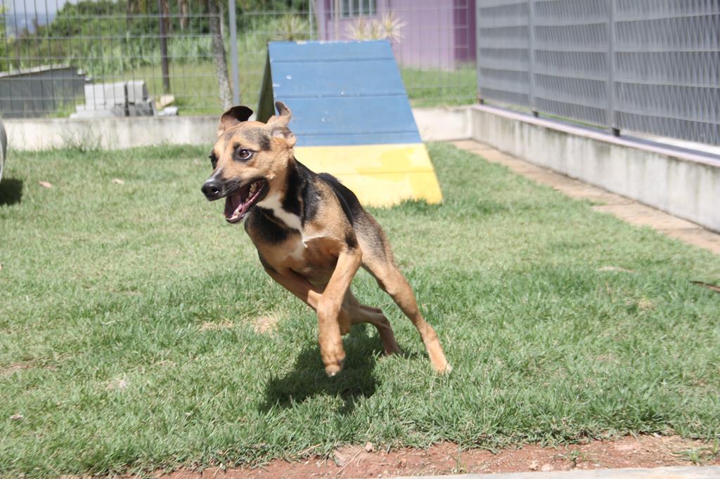 Projeto Adota Delivery para pets é sucesso em Barueri