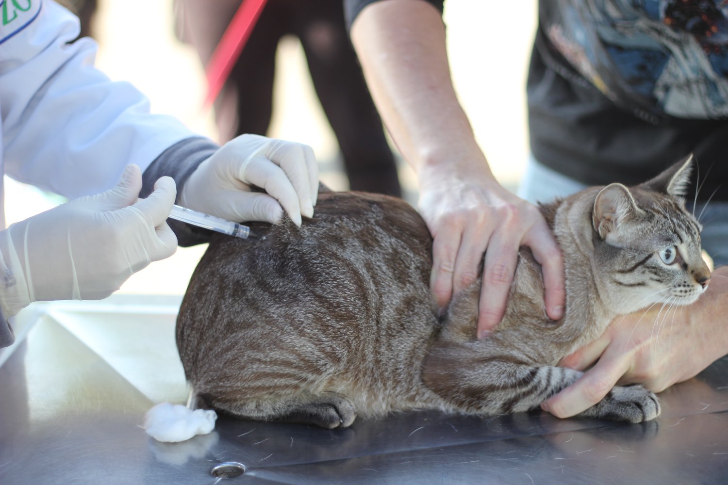 Vacinação contra raiva para cães e gatos vai abrir agenda para fevereiro