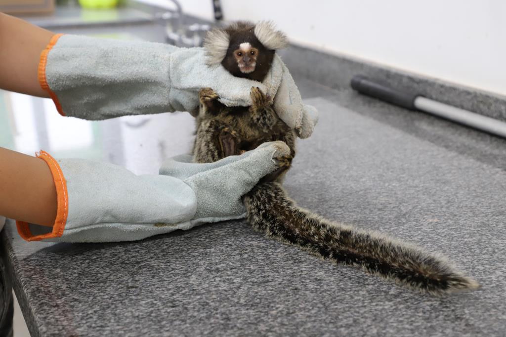 Secretaria de Saúde de Barueri alerta sobre riscos do contato com animais silvestres e reforça importância da preservação