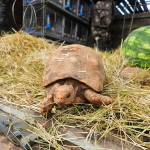 Barueri devolve 185 animais silvestres à região de origem e reforça combate ao tráfico de fauna