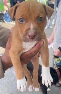 Programa Saúde Animal leva atendimento veterinário gratuito a 250 pets no Jardim Belval